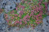 Thymus praecox subspecies britannicus. Плодоносящие растения. Исландия, полуостров Снайфедльснес, песчаный пляж у подножия прибрежных скал. 08.08.2016.