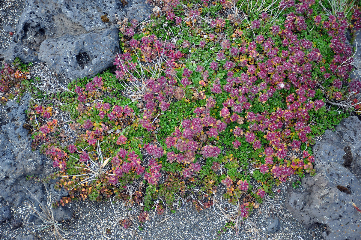 Изображение особи Thymus praecox ssp. britannicus.