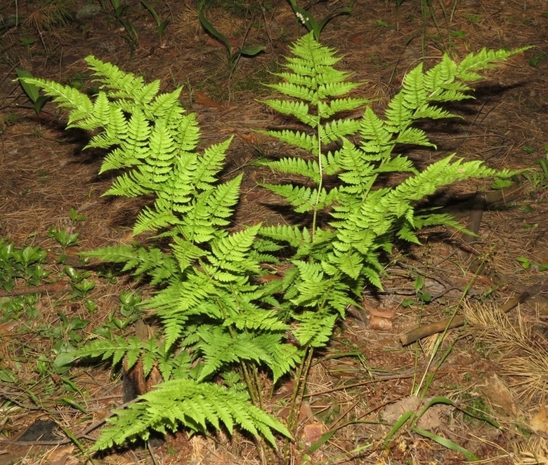 Изображение особи Dryopteris carthusiana.