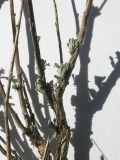 Artemisia taurica