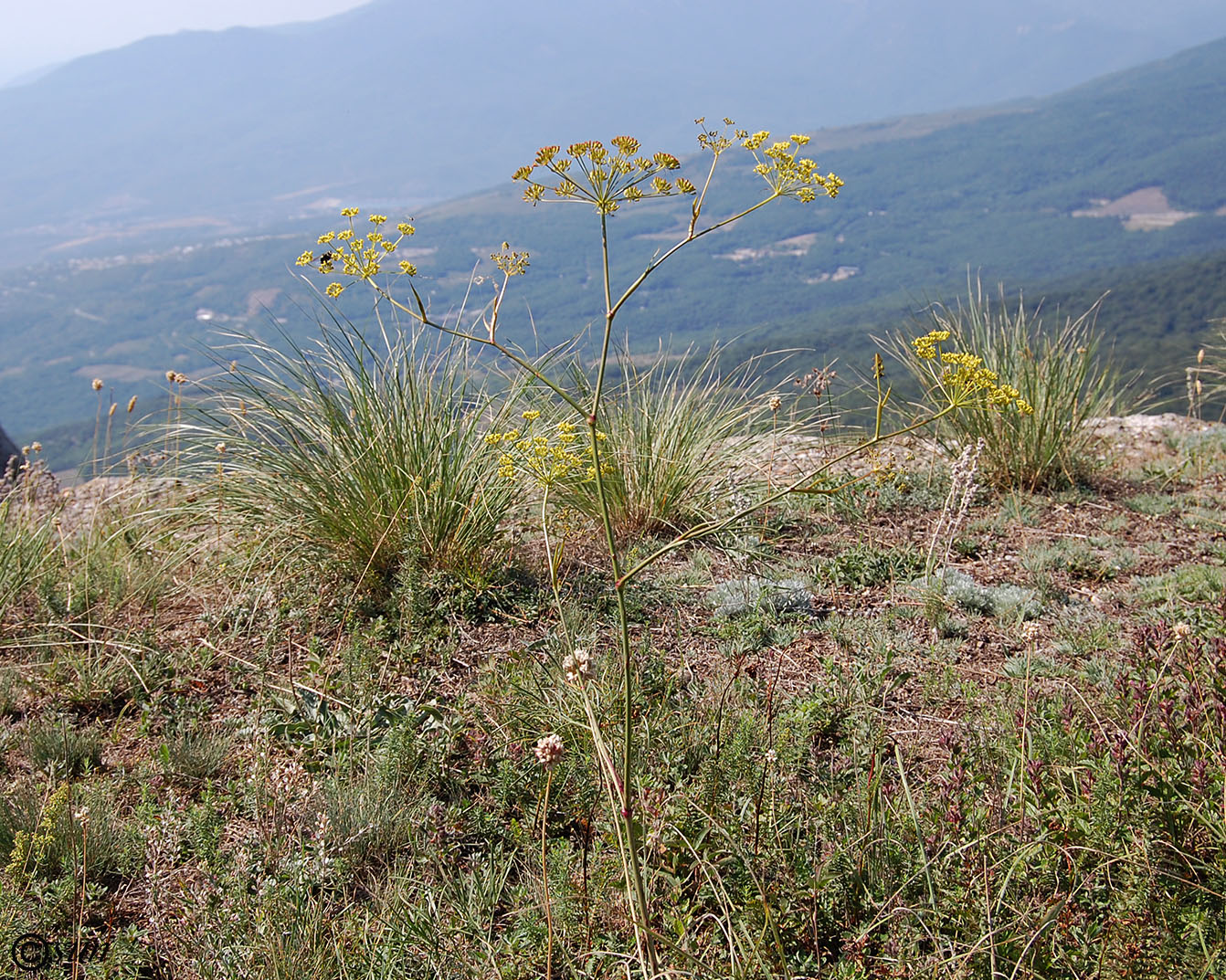 Изображение особи Peucedanum tauricum.