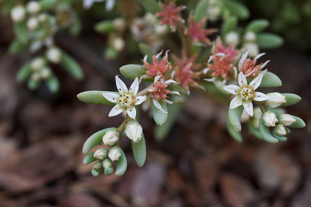 Изображение особи Sedum hispanicum.