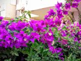 род Bougainvillea. Часть веточки цветущего растения. Израиль, г. Бат-Ям, в культуре. 01.11.2016.