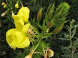 Oenothera glazioviana. Соцветие. Нидерланды, провинция Гронинген, национальный парк Lauwersmeer, у обочины дороги. 24 июня 2007 г.