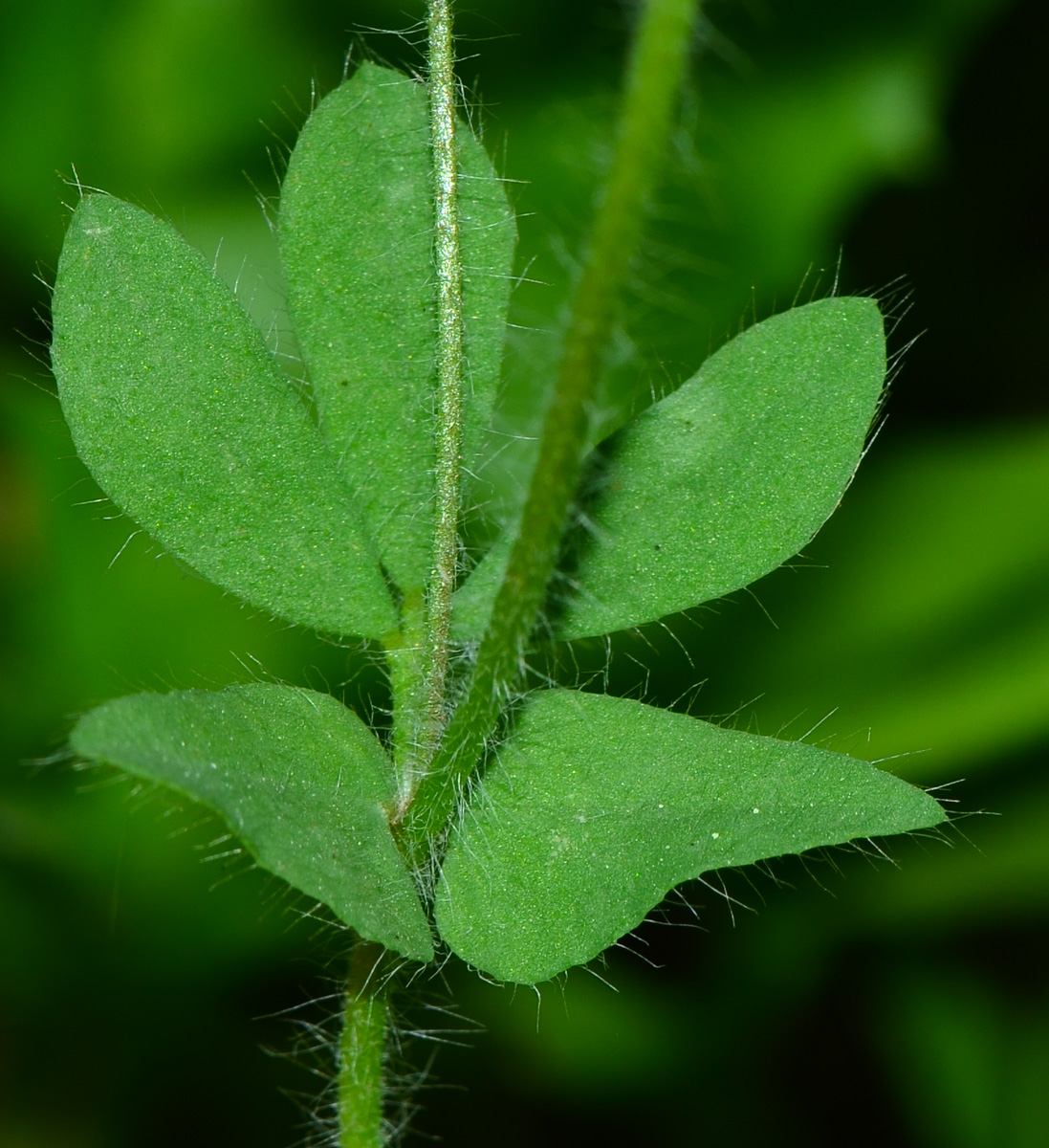 Изображение особи Ornithopus compressus.