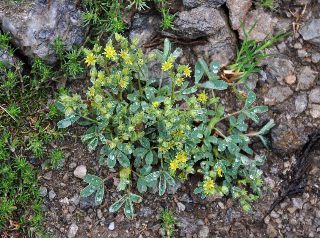 Image of Sibbaldia parviflora specimen.