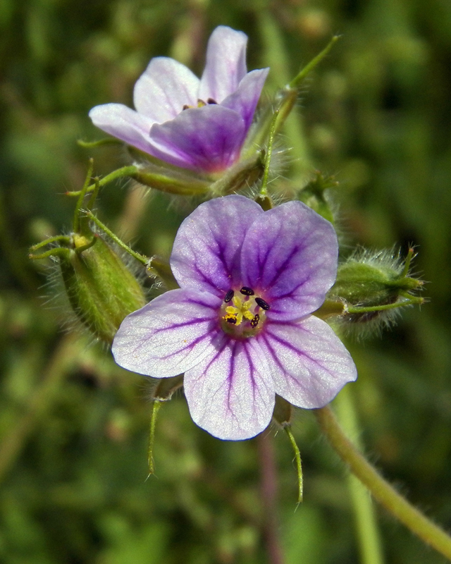 Image of Erodium stephanianum specimen.
