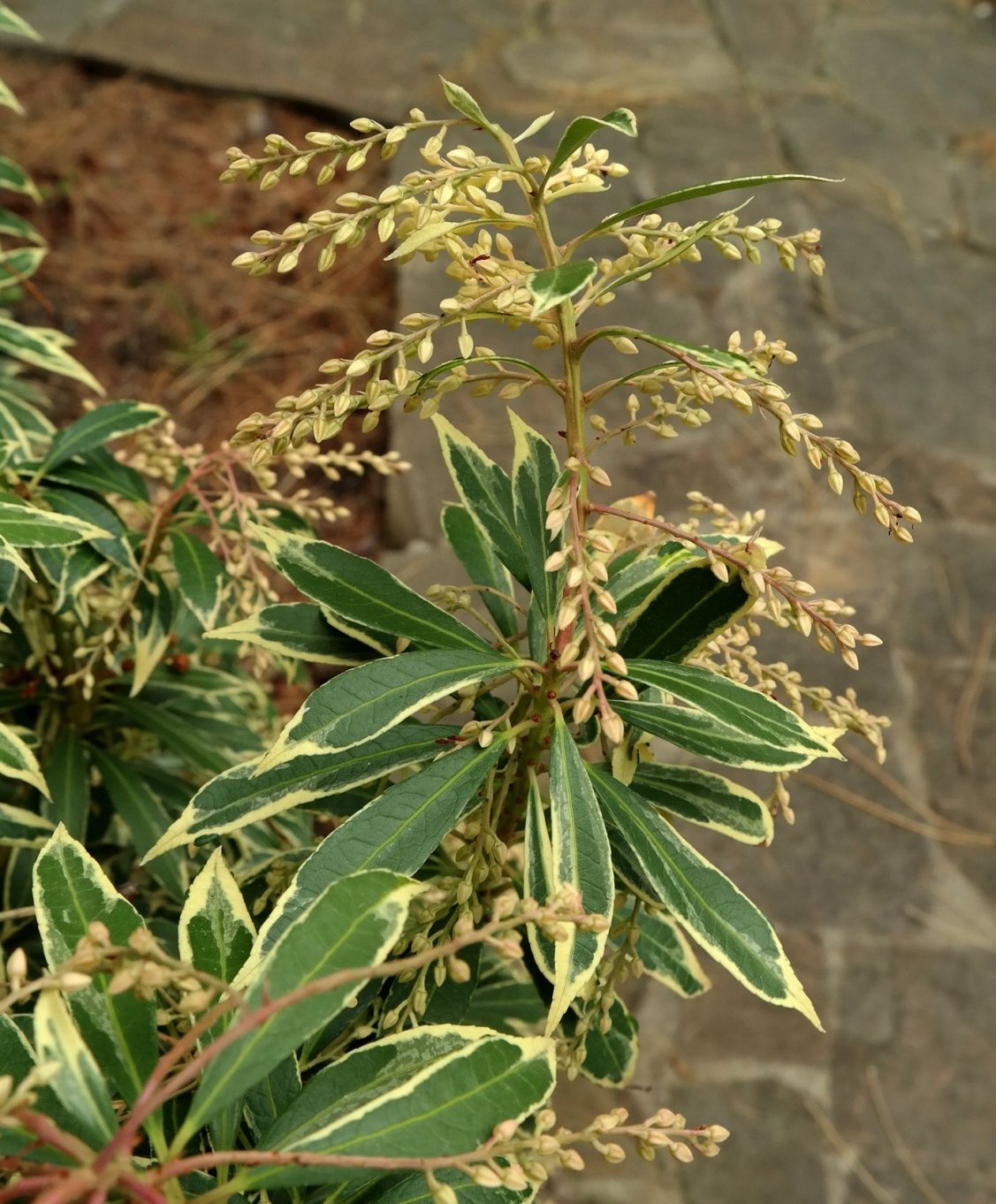 Image of Pieris japonica specimen.