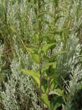 Campanula bononiensis. Средние части побегов. Украина, Запорожский р-н, Дурная балка, разнотравная степь. 18.06.2016.