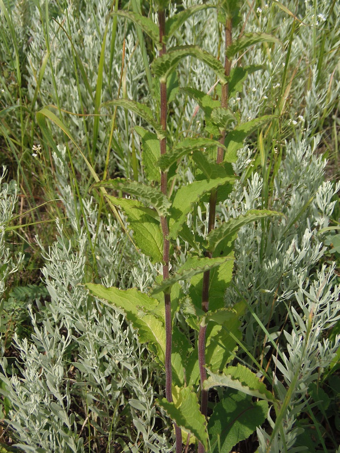 Изображение особи Campanula bononiensis.