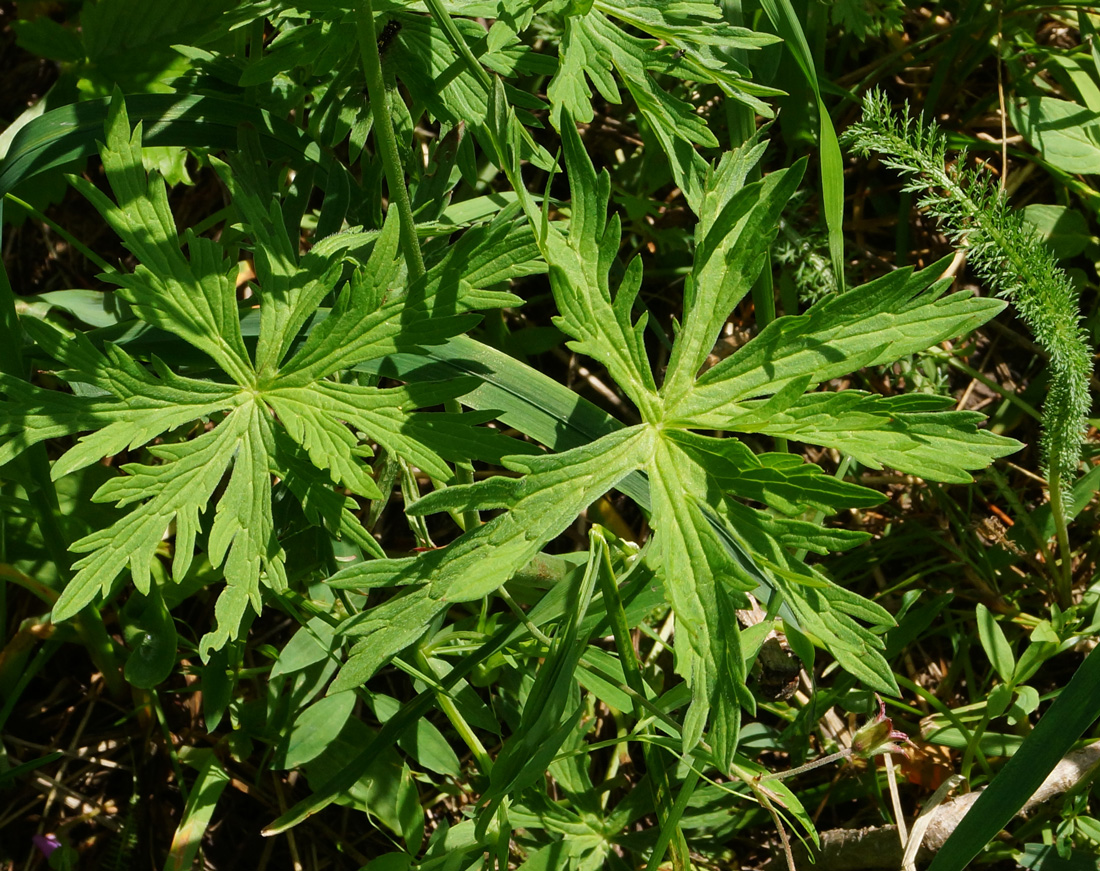 Изображение особи Geranium sylvaticum.