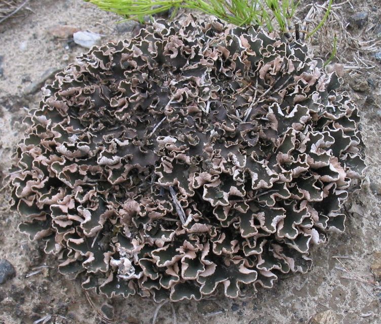 Image of Peltigera malacea specimen.