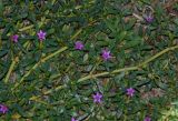 Sesuvium portulacastrum