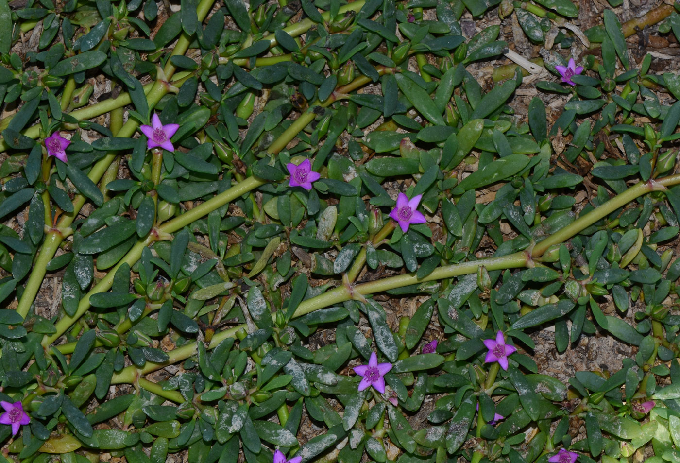 Image of Sesuvium portulacastrum specimen.