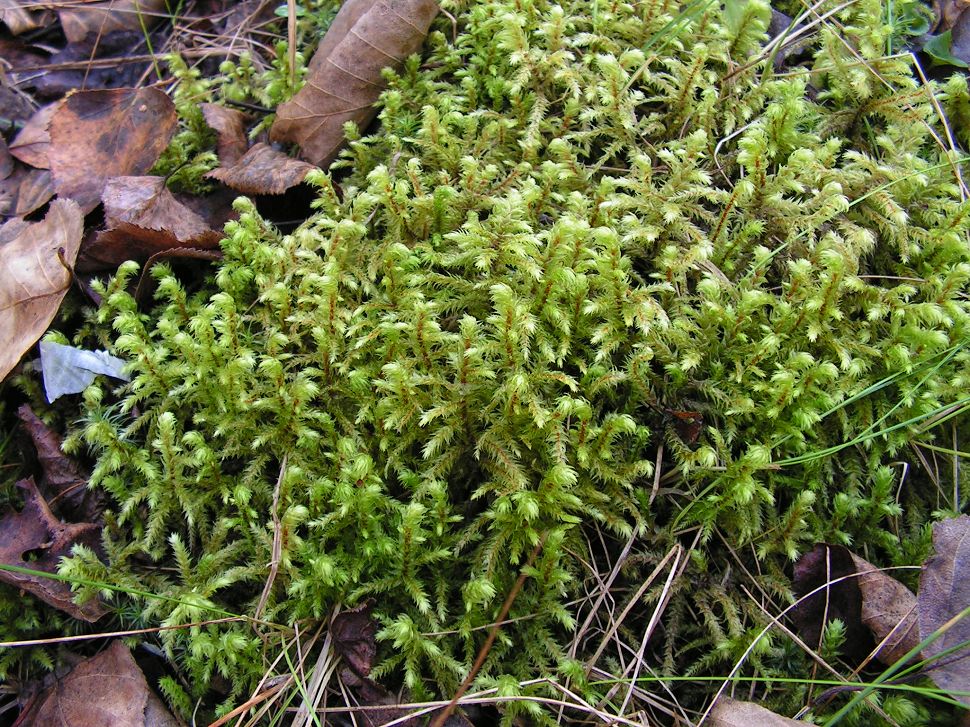 Image of Rhytidiadelphus triquetrus specimen.