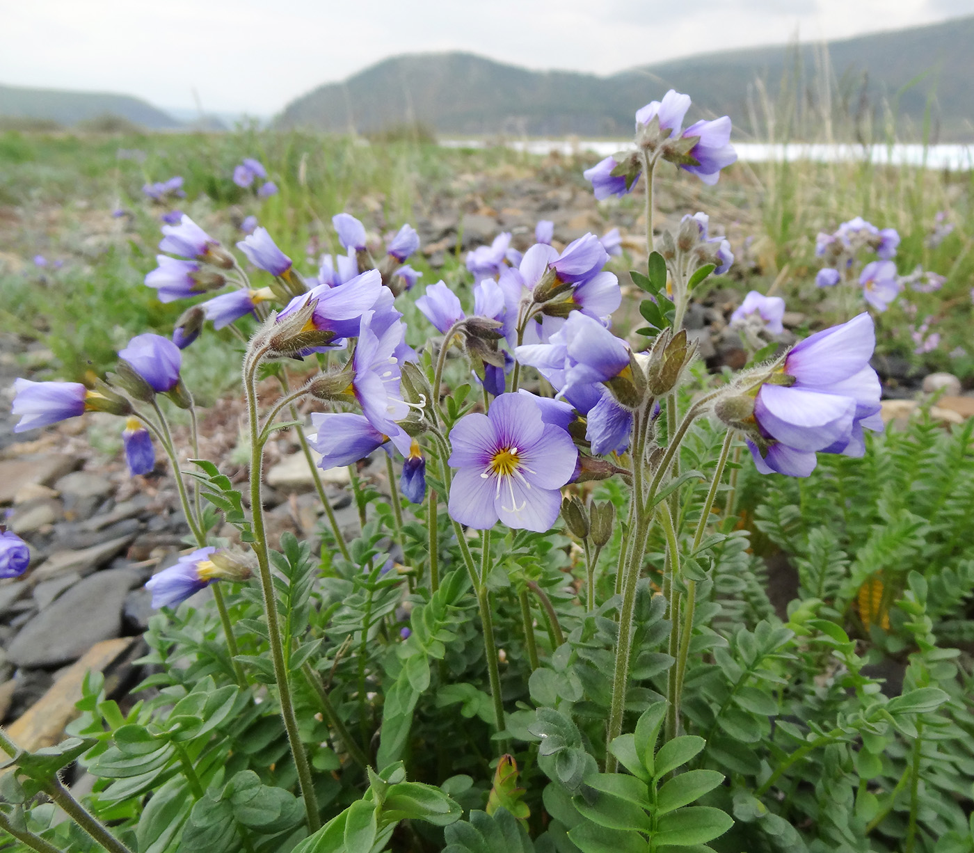 Image of Polemonium boreale specimen.