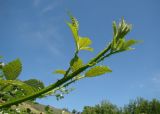 Rubus candicans. Молодой побег. Краснодарский край, г. Усть-Лабинск, склон правого берега Кубани, заброшенные очистные сооружения. 12.06.2016.