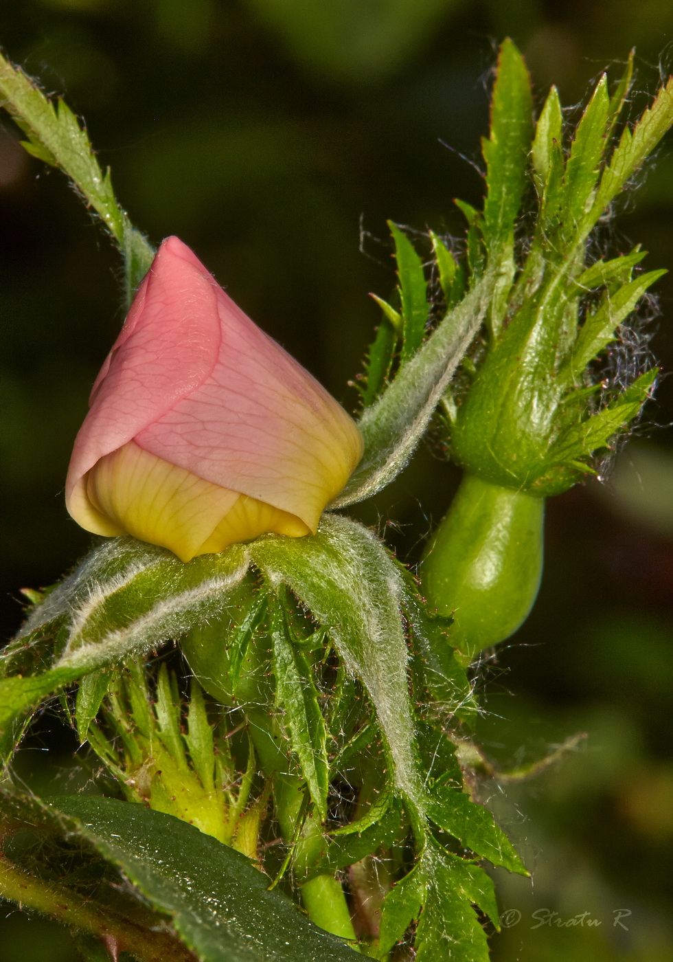 Изображение особи Rosa schmalhauseniana.