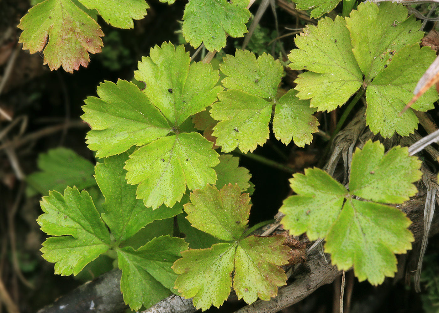 Изображение особи Waldsteinia ternata ssp. maximowicziana.