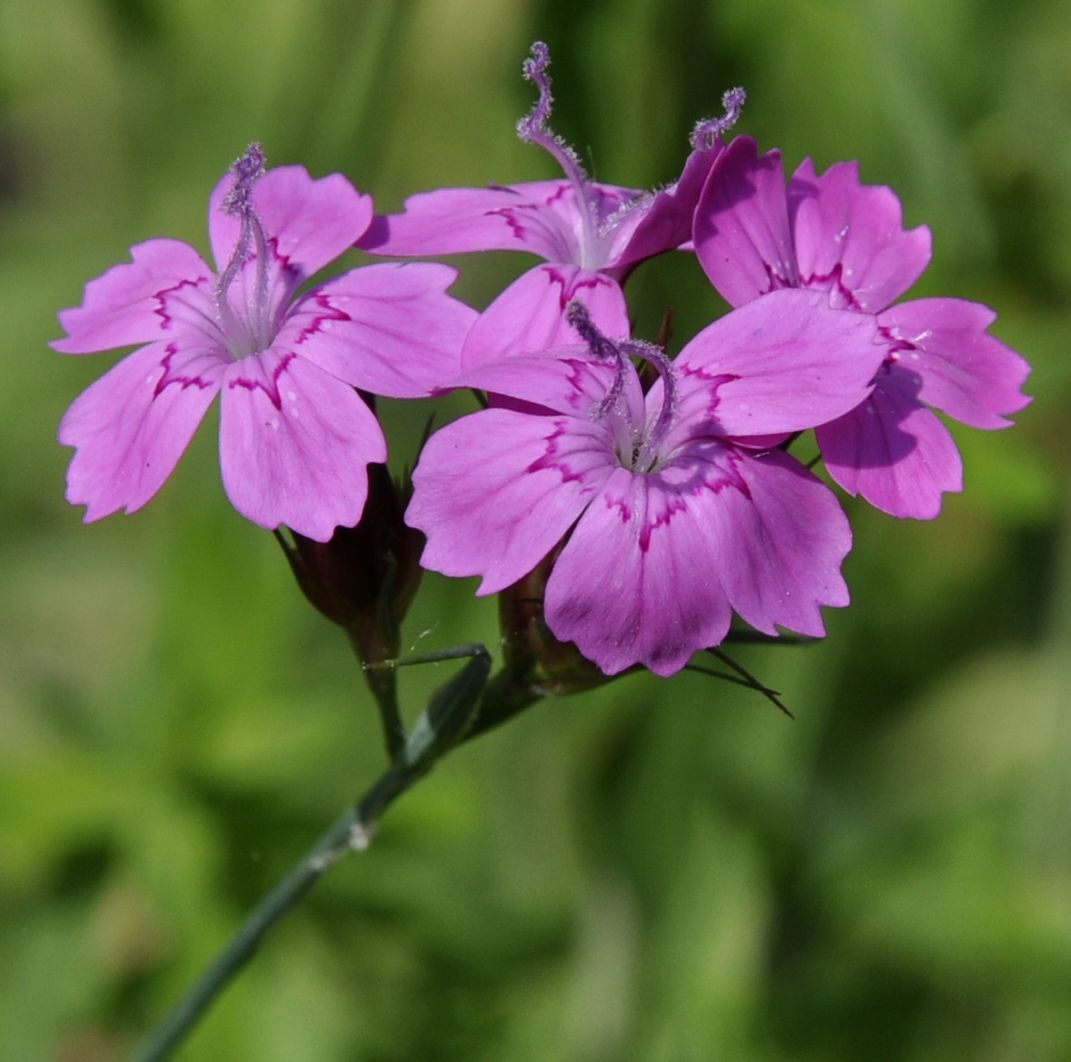 Изображение особи род Dianthus.