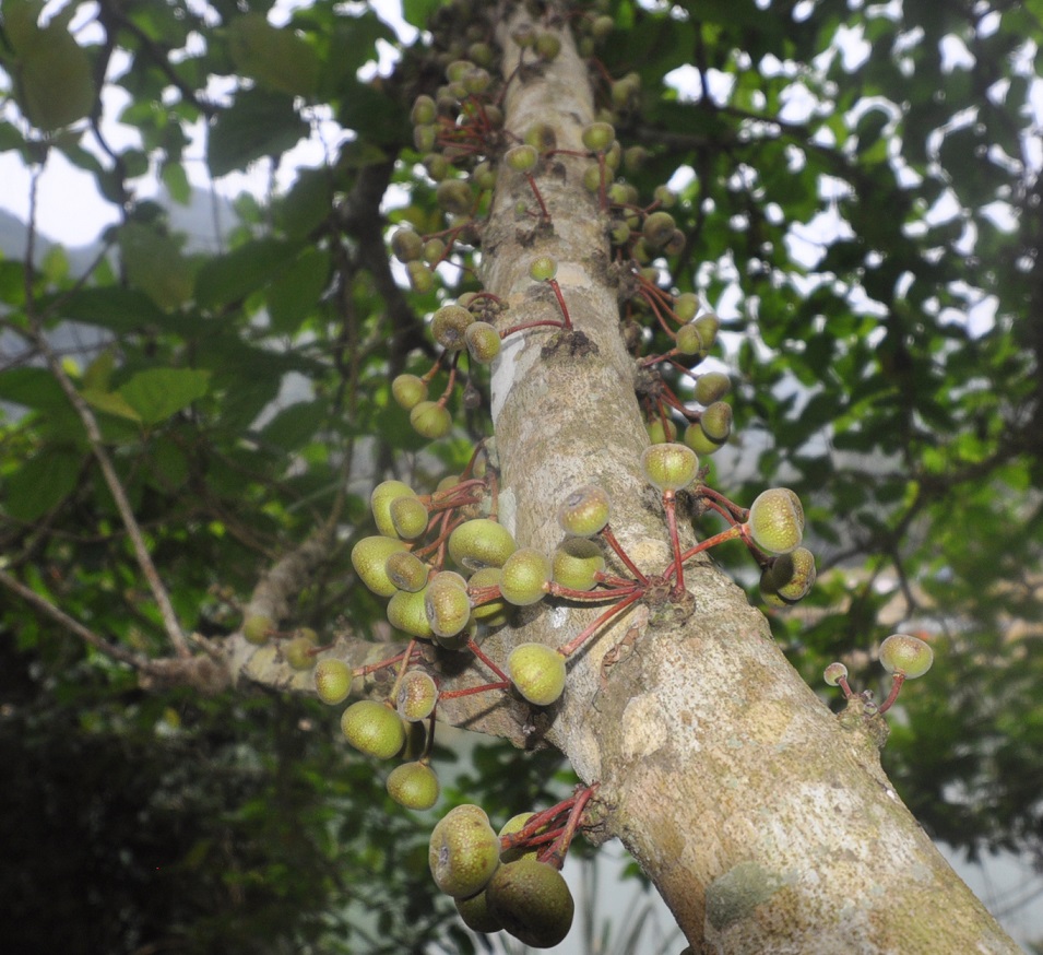 Изображение особи род Ficus.