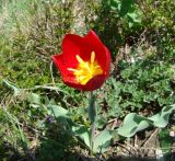 Tulipa suaveolens. Цветущее растение. Краснодарский край, окр. г. Новороссийск, хр. Маркотх, открытый склон. 17 апреля 2014 г.