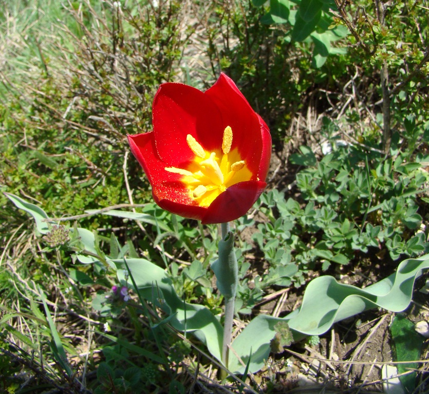 Изображение особи Tulipa suaveolens.