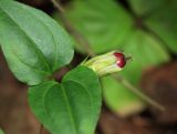 Crawfurdia japonica