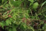 Glyceria lithuanica