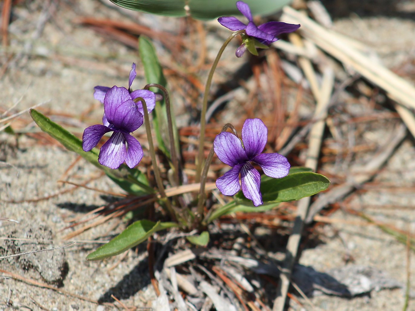 Изображение особи Viola mandshurica.