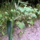 Echinochloa crus-galli. Часть соцветия. Амурская обл., Бурейский р-н, окр. с. Виноградовка, долина р. Асташиха, песчаная почва. 25.07.2016.