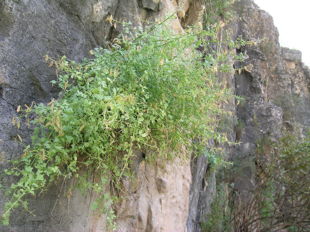 Image of Corydalis bosbutooensis specimen.