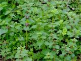 Lamium maculatum