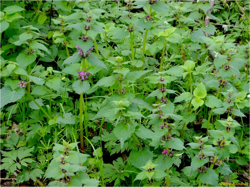 Изображение особи Lamium maculatum.