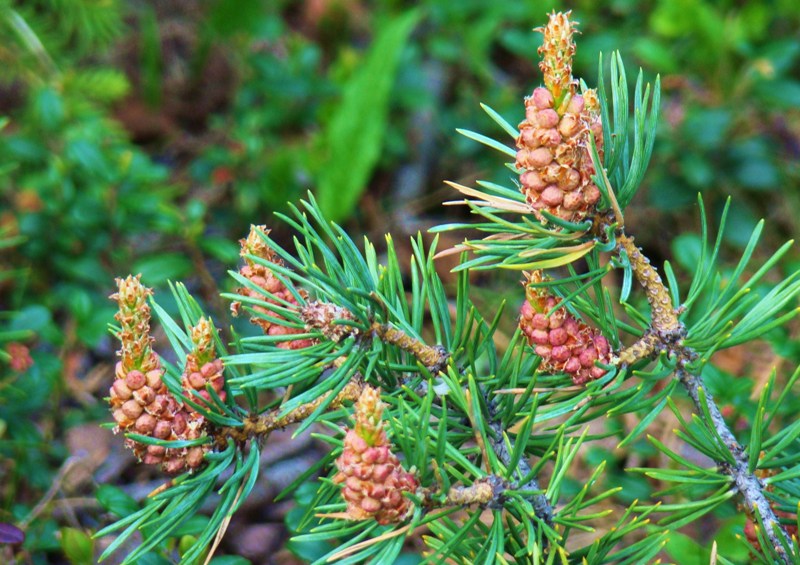 Изображение особи Pinus friesiana.