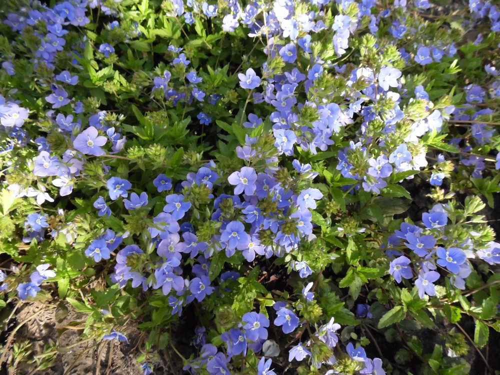 Image of Veronica umbrosa specimen.