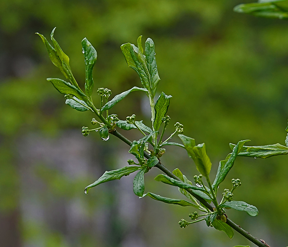 Image of Euonymus europaeus specimen.