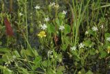 Stellaria crassifolia