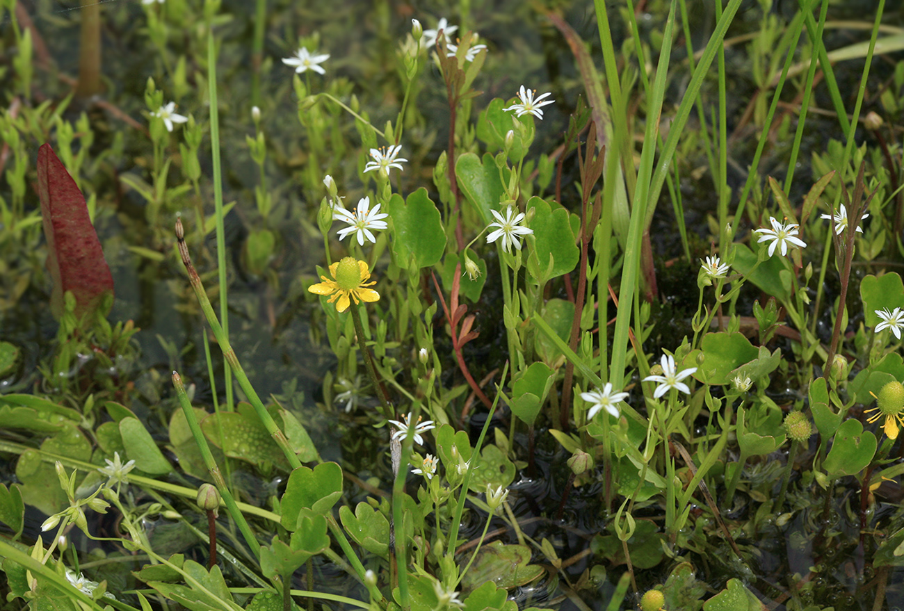Image of Stellaria crassifolia specimen.
