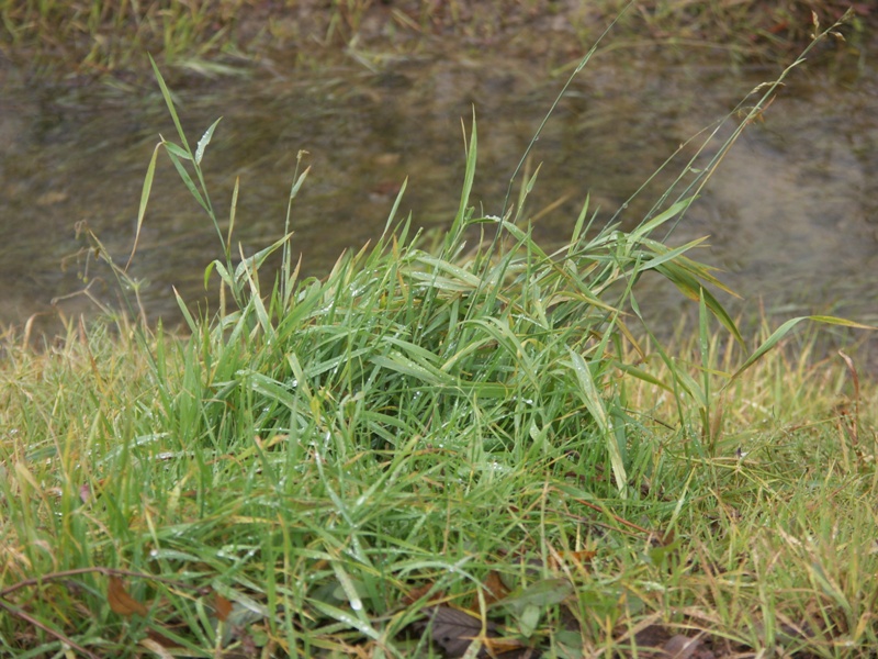 Image of Holcus mollis specimen.