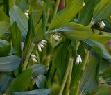 Polygonatum multiflorum