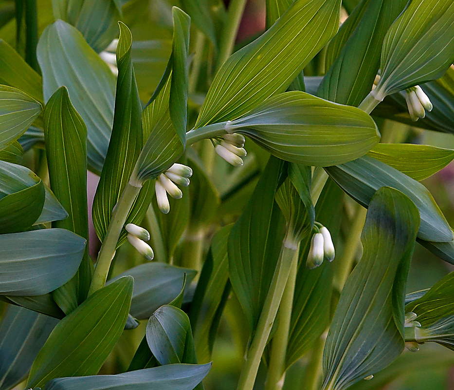 Изображение особи Polygonatum multiflorum.