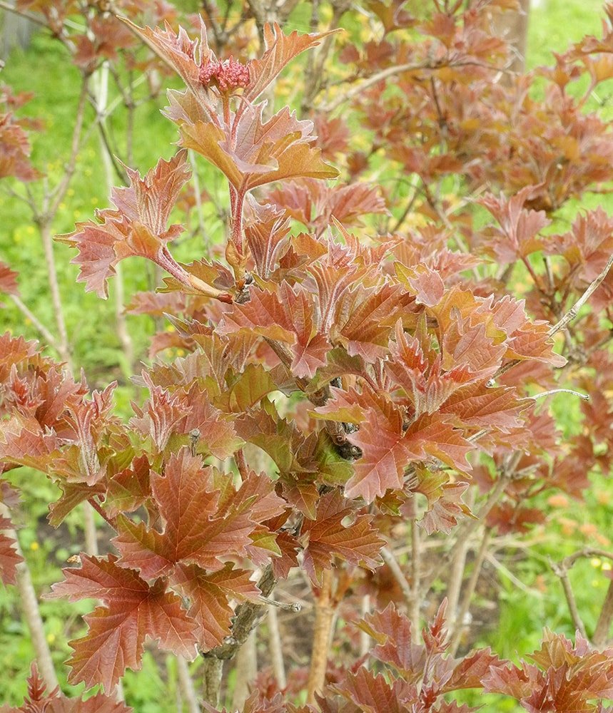 Image of Viburnum sargentii specimen.