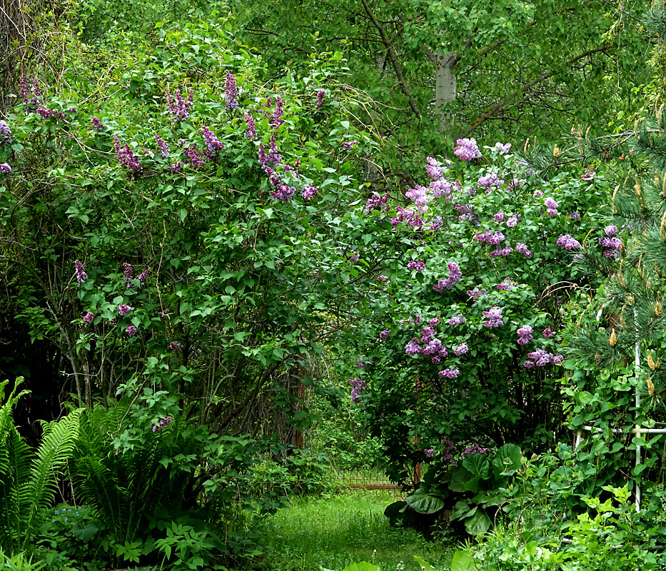 Изображение особи Syringa vulgaris.