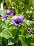 Viola langsdorfii