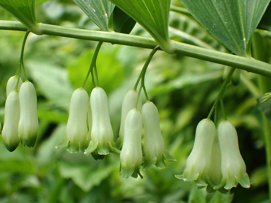 Image of Polygonatum × hybridum specimen.