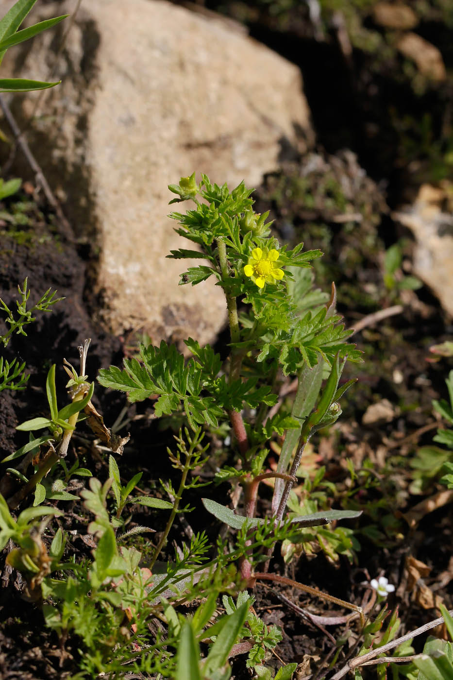 Изображение особи Potentilla supina.