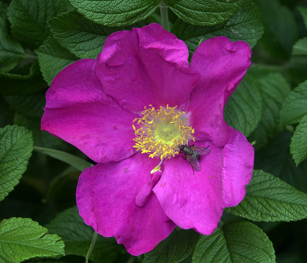 Изображение особи Rosa rugosa.