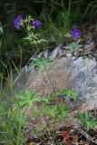 Geranium erianthum
