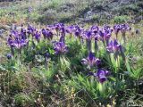 Изображение особи. Автор - Илья Турбанов